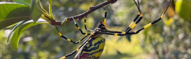 Theyâre Huge, Theyâre Creepy, and Theyâre BackâAn Expertâs Tips for Joro Spider Season Theyâre Huge, Theyâre Creepy, and Theyâre BackâAn Expertâs Tips for Joro Spider Season