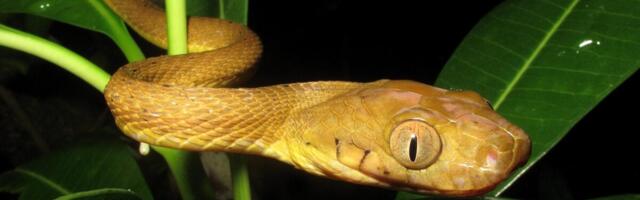 Inbreeding Should Have Slowed Down These Pesky Brown Tree Snakes. Well…