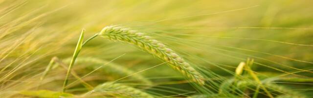 AGRF, Heifer International and Generation Africa Announce Pitch AgriHack 2022 to Inspire African Agritech Innovators