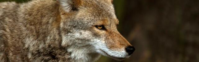 The meat industry’s war on wildlife