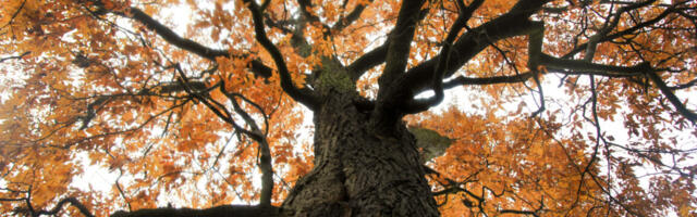 Bringing the "functionally extinct" American chestnut back from the dead