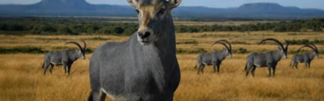 ‘De-extinction’ Startup Wants to Revive Antelope Killed Off by South African Colonists