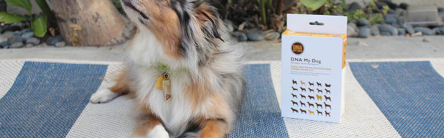 DNA My Dog gives you the full 411 on your canine’s genetic makeup