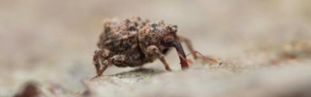 Twiglet Weevil, new species  of beetle discovered in Ireland