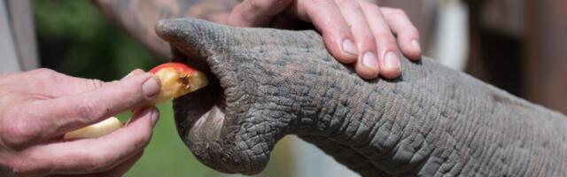 Unique structure of elephant whiskers give them built-in sensing "intelligence"