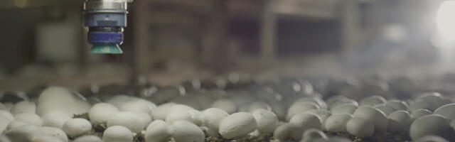 This Startup Company Is Spending Millions To Pick Mushrooms With Robots