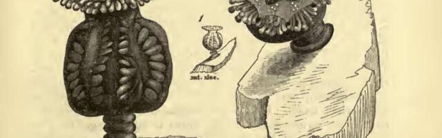 Tourist Spots ‘Extinct’ Jellyfish Not Seen in 50 Years