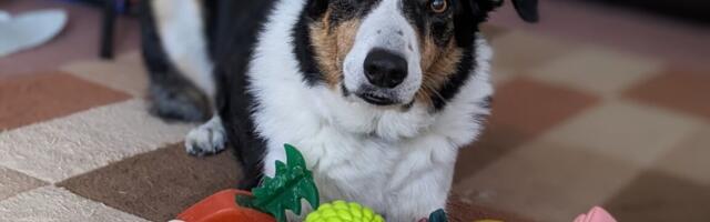 These dogs eavesdrop on their owners to learn new words