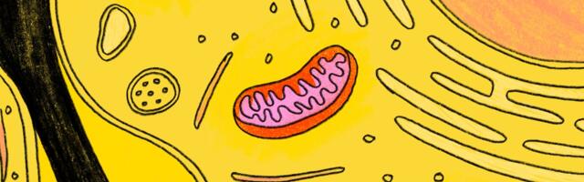The next big thing in wellness is…mitochondria?