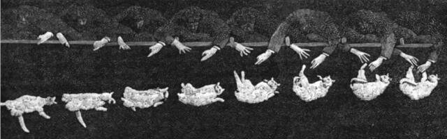 Кошки — хакеры гравитации: как они взламывают физику и приземляются на лапы