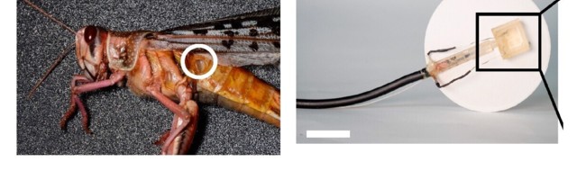 Necromancy: Scientists built a robot that can hear through a dead locust’s ear
