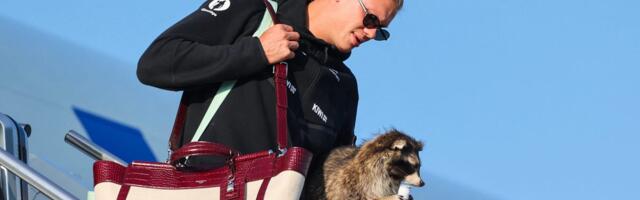 Norway's Erling Haaland brought a $750 taxidermy raccoon home from the World Cup
