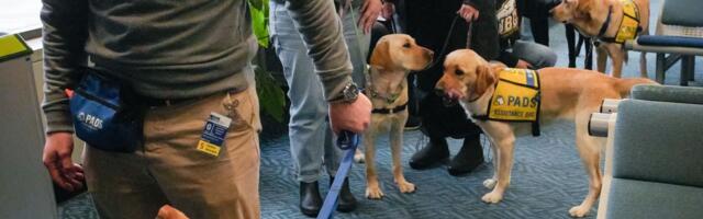 Airports and airlines have a fake service dog problem