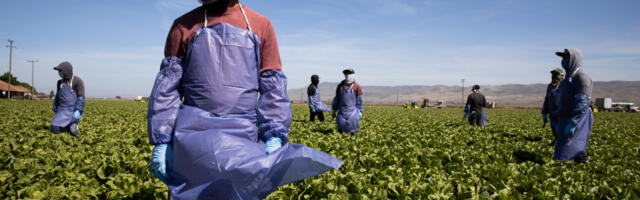 Monterey County crop gross value totals $4.6 billion, up 13.1% from last year
