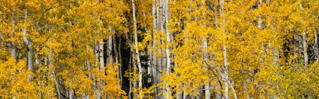 Pando is a single quaking aspen in Utah that has cloned itself into roughly 47,000 genetically identical trunks across 106 acres, making it one organism weighing nearly 6,000 tonnes and likely dating back thousands of years, to around the end of the last ice age