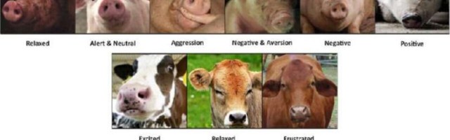 A scientist created emotion recognition AI for animals