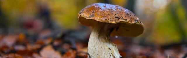 AI Chatbot Joins Mushroom Hunters Group, Immediately Encourages Them to Cook Dangerous Mushroom