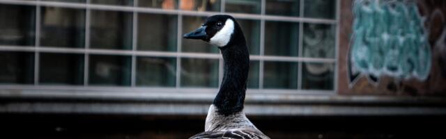 Dispatches from a new VC: the Black Goose memo