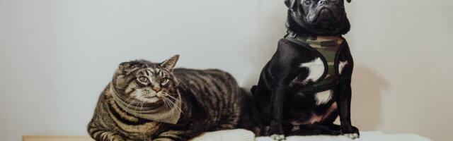 Bene Meat Technologies receives EU certification for cell-cultivated pet food