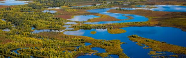 The Famous Bering Land Bridge Was More Like a Swamp, Geologists Say