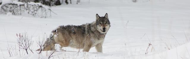 Yellowstone’s Legendary ‘Queen of the Wolves’ Killed by Rival Pack