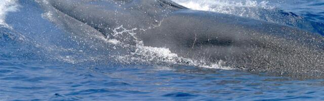 Trump Just Made Life More Dangerous for One of the Rarest Whales on Earth