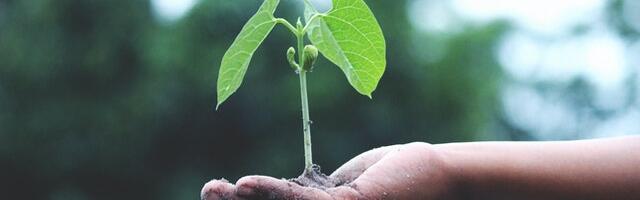 Tackling the climate crisis with carbon credits: European startups paving the way