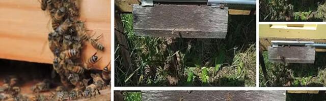 Raspberry Pi used to count bees — Brazilian researchers use a Pi Zero 2 W and some AI to help keep hives healthy