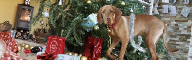 Do Your Dogs Freak Out When They Hear Wham's Last Christmas? There's a Reason for That