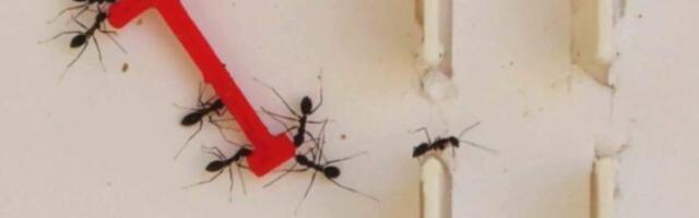 Ants vs. humans: Solving the piano-mover puzzle