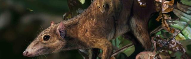 When the Dino-Killing Asteroid Hit, Mammals Were Already on the Move