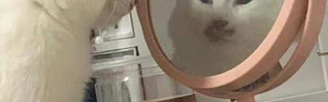 5 промтов, которые сэкономили мне часы рутинной работы тестировщика