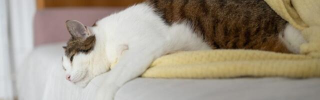 A Vet Worker Caught H5N1 Bird Flu From Infected Cat
