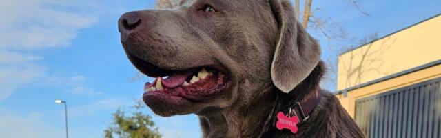 Now anyone can tap Ring doorbells to search for lost dogs