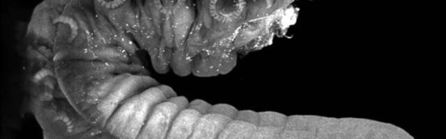 The Octopus Penis Arm Doesn’t Just Deliver Sperm—It Sniffs Out the Sweet Spot