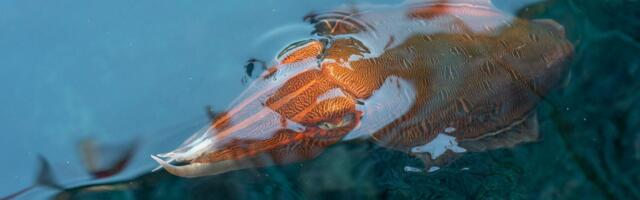 Cuttlefish have W-shaped pupils and can see polarised light, yet tests find them colour-blind — and scientists still debate how they match the colours around them