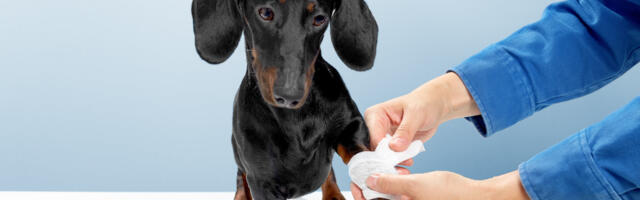 Pet telehealth service Vetster launches in UK following £25m raise