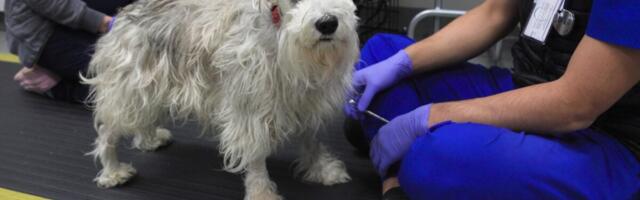 This Adorable Good Boy Just Got Rare, Life-Saving Brain Surgery