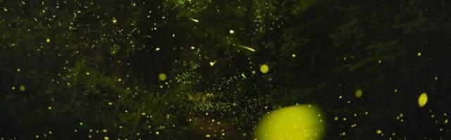 The science of how fireflies stay in sync