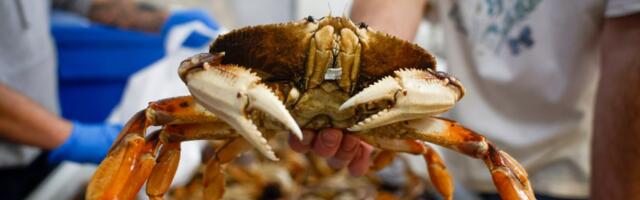 No Christmas crab: California’s commercial Dungeness season delayed again