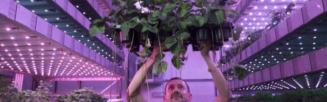 Scottish vertical farming startup raises £42m — and says its farms actually make money