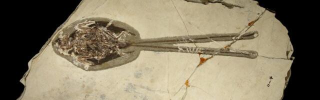 Paleontologists Just Found the Most Extra Bird of the Dinosaur Era