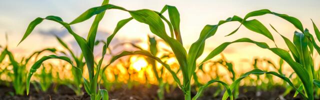 Tether Made 'Unsolicited' Bid for Majority Stake in $1B LatAm Agribusiness Adecoagro