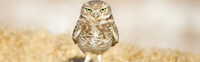 These adorable tiny owls are thriving in the most unlikely place