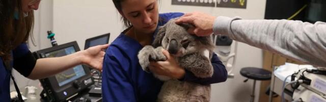 Researchers are developing AI system that will let humans 'talk' to animals