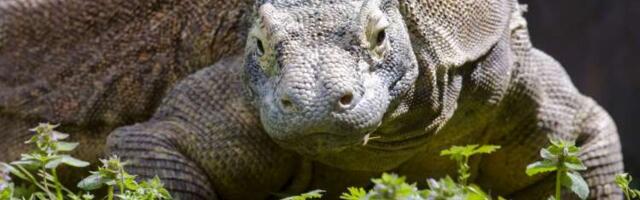 Flores Hobbits' eating habits offer clues about their evolutionary past