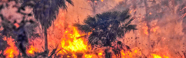 Brazil weakens Amazon protections days after COP30