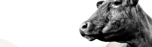 A luxury brand Kering and Leonardo di Caprio invests in Icelander’s biotech company