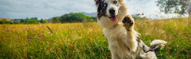 Why is my dog like this? Current DNA tests won’t explain it to you.