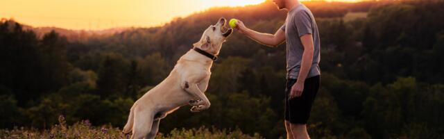 Chasing happiness can be the thing that scares it off: research suggests those who prize being happy above all else often end up lonelier and less content